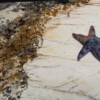 A number of people have mentioned to me what is often called “The Starfish Story” or some variation of that, which is an adaptation of Loren Eiseley’s 1969 essay, “The Star Thrower.” The adaptation, often cited by motivational speakers, often without attribution, essentially is this:
“One day a man was walking along the beach when he noticed a boy picking something up and gently throwing it into the ocean. Approaching the boy, he asked, “What are you doing?” The youth replied, ‘Throwing starfish back into the ocean. The surf is up and the tide is going out. If I don’t throw them back, they’ll die.’ ‘Son,’ the man said, ‘don’t you realize there are miles and miles of beach and hundreds of starfish? You can’t make a difference!’
After listening politely, the boy bent down, picked up another starfish, and threw it back into the surf. Then, smiling at the man, he said…’I made a difference for that one.’”
I want to say that sea stars should NEVER be thrown.
Made from a scrap of dyed fabric, inside out.