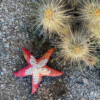 Sea star fossils are extremely rare, as the hard parts separate and disperse so quickly. Some have been found in the US, in South Dakota, Wyoming, and Montana. Not, as of yet, in Arizona. - Made from dyed? painted? fabric pieces I was given, fleece hoodie, and a cut-up hotel loofah-thing.