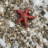 Although starfish do not have many well-defined sense organs, they are sensitive to touch, light, temperature, orientation and the status of the water around them. - Made from fabric scraps from my bridesmaids’ dresses, plastic mesh clementine bag, beads.